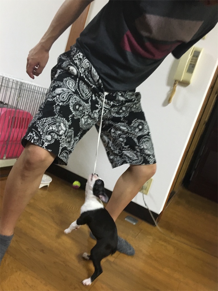 f:id:ReptileNaNa:20160722005612j:image f:id:ReptileNaNa:20160722005612j:image