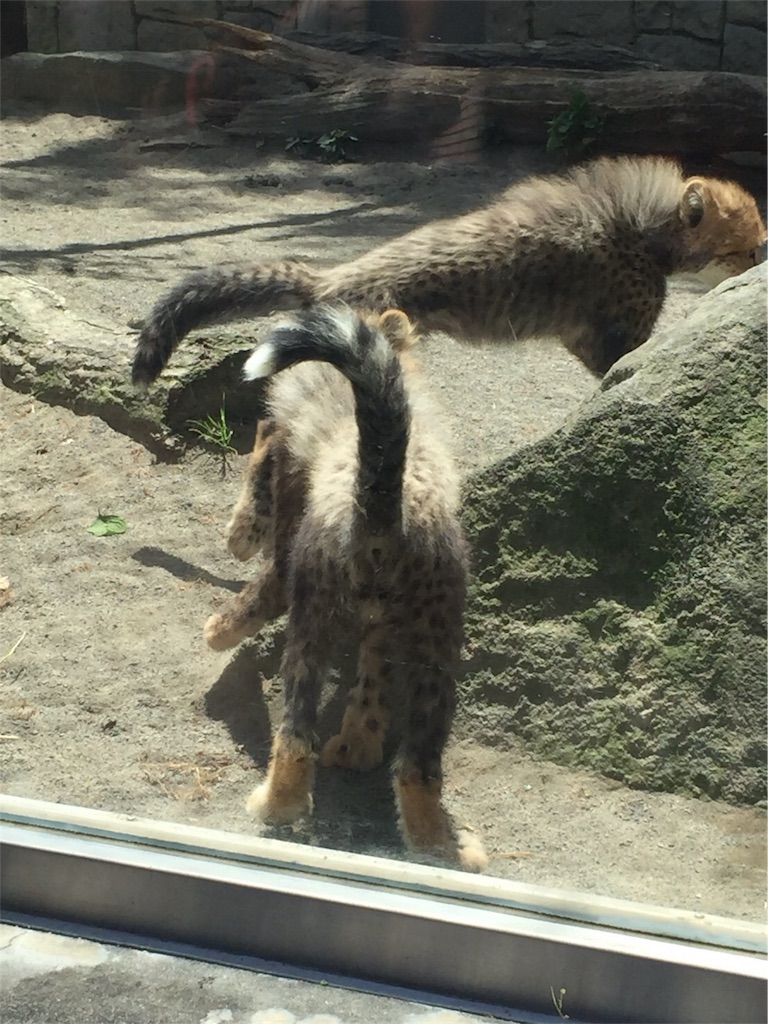 f:id:ReptileNaNa:20170503005838j:image f:id:ReptileNaNa:20170503005838j:image