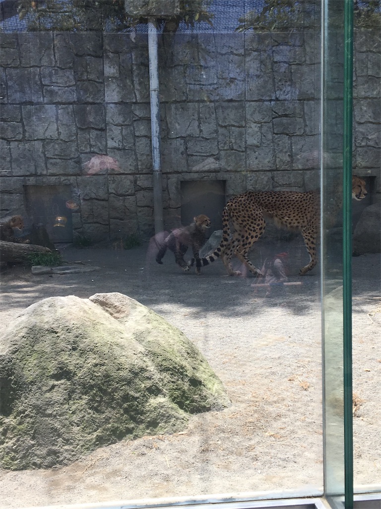 f:id:ReptileNaNa:20170503011110j:image f:id:ReptileNaNa:20170503011110j:image