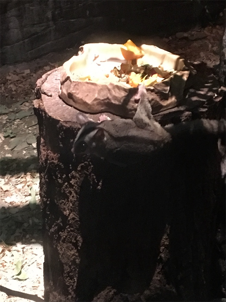 f:id:ReptileNaNa:20170503013026j:image f:id:ReptileNaNa:20170503013026j:image