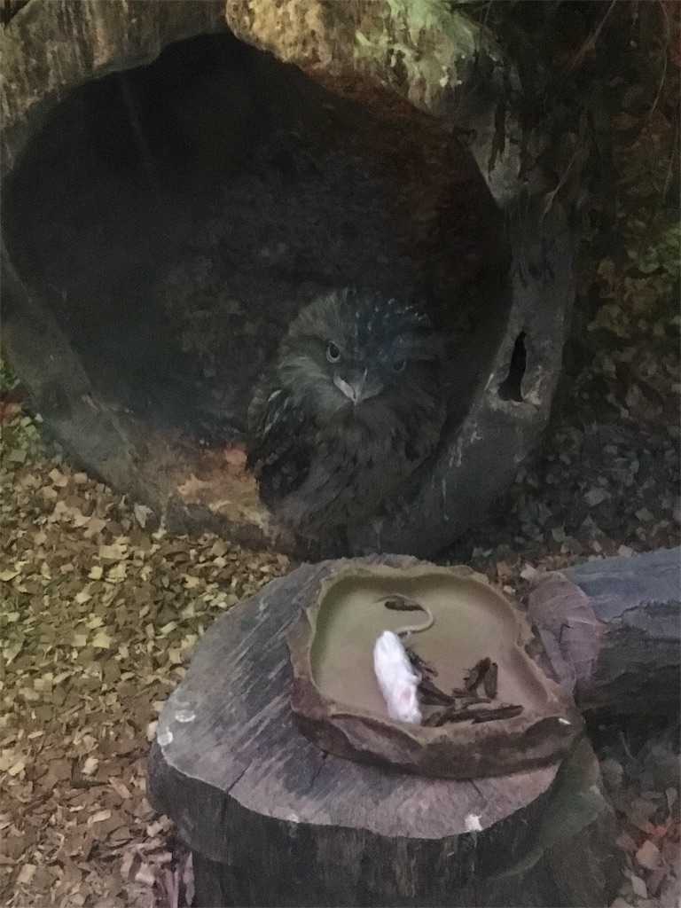 f:id:ReptileNaNa:20170503013120j:image f:id:ReptileNaNa:20170503013120j:image