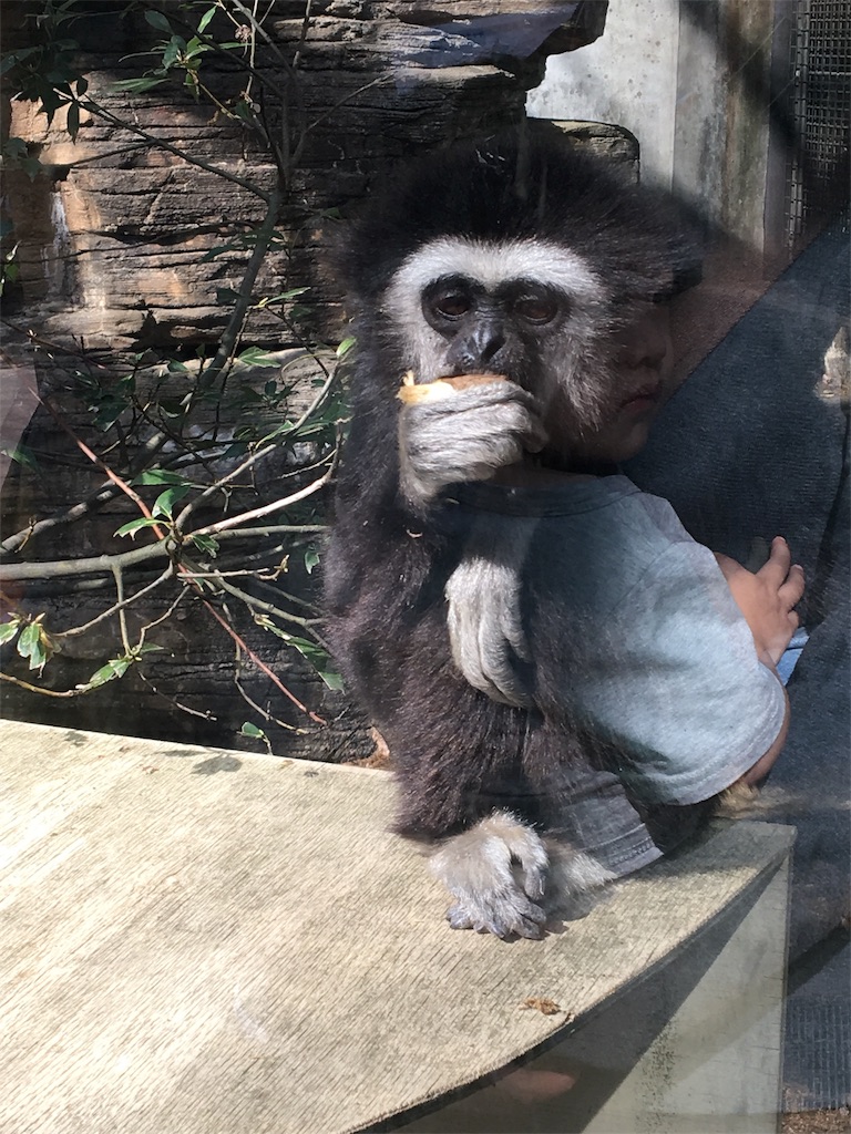 f:id:ReptileNaNa:20170503014042j:image f:id:ReptileNaNa:20170503014042j:image