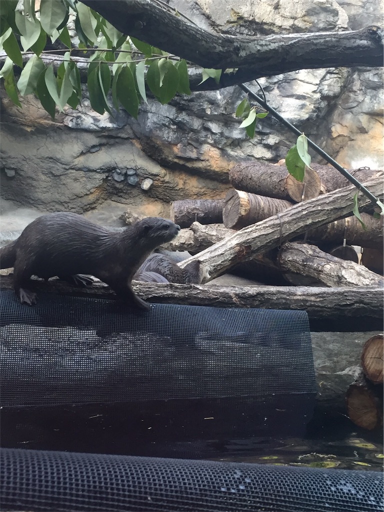 f:id:ReptileNaNa:20170503015016j:image f:id:ReptileNaNa:20170503015016j:image