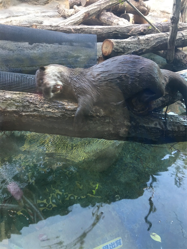f:id:ReptileNaNa:20170503015030j:image f:id:ReptileNaNa:20170503015030j:image