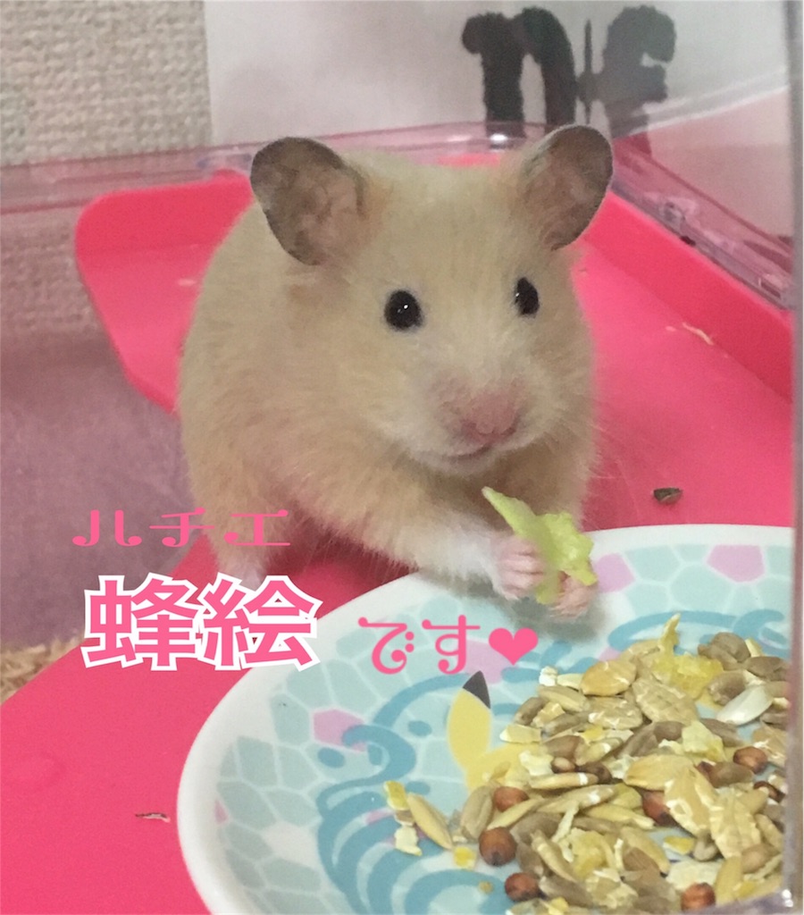 f:id:ReptileNaNa:20170815190904j:image f:id:ReptileNaNa:20170815190904j:image