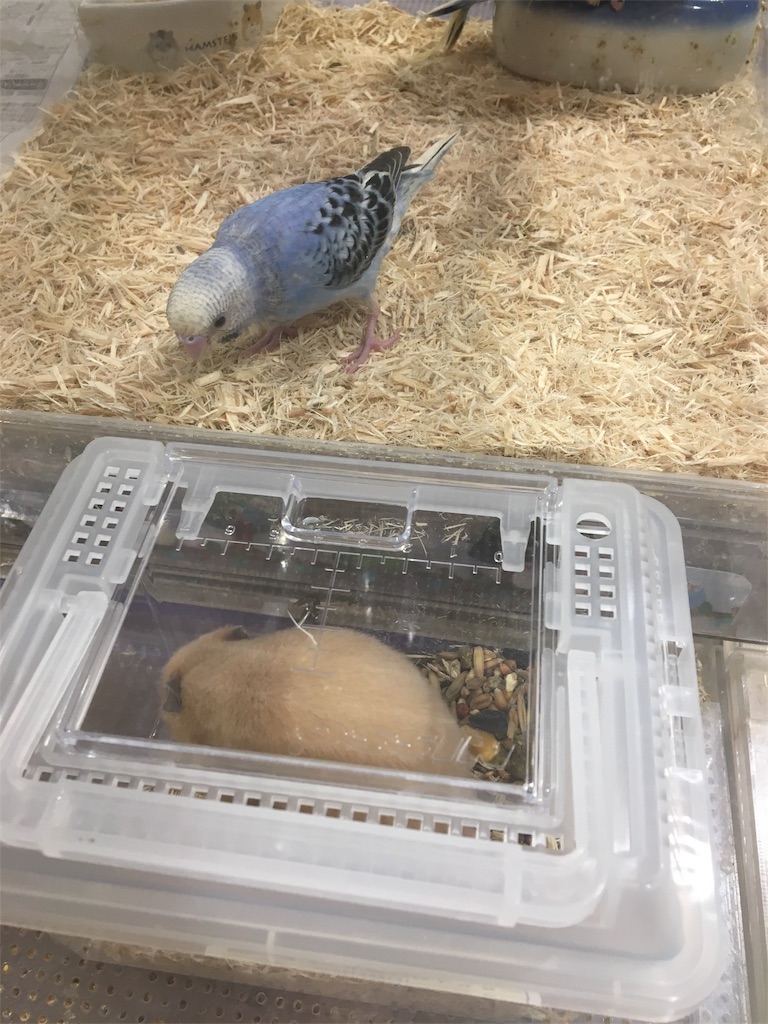 f:id:ReptileNaNa:20170817000604j:image f:id:ReptileNaNa:20170817000604j:image