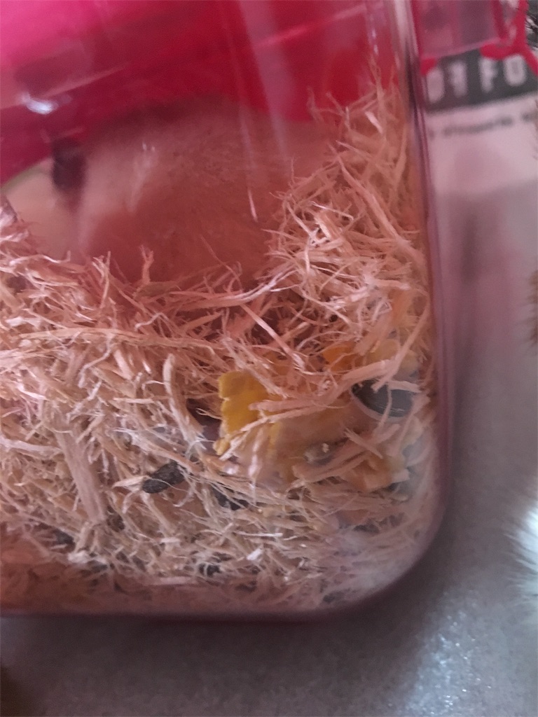 f:id:ReptileNaNa:20170817001925j:image f:id:ReptileNaNa:20170817001925j:image