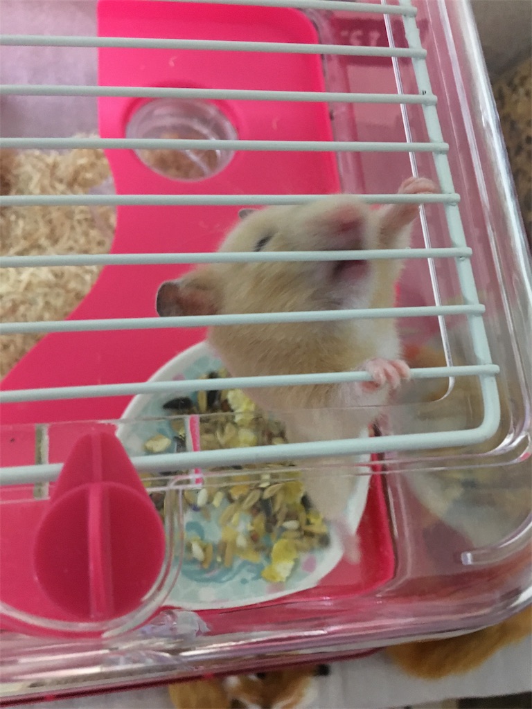f:id:ReptileNaNa:20170818023820j:image f:id:ReptileNaNa:20170818023820j:image