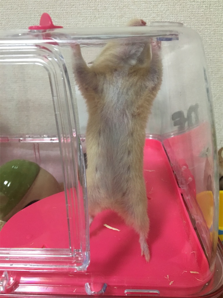 f:id:ReptileNaNa:20170826021111j:image f:id:ReptileNaNa:20170826021111j:image