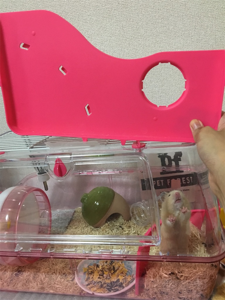 f:id:ReptileNaNa:20170828143520j:image f:id:ReptileNaNa:20170828143520j:image