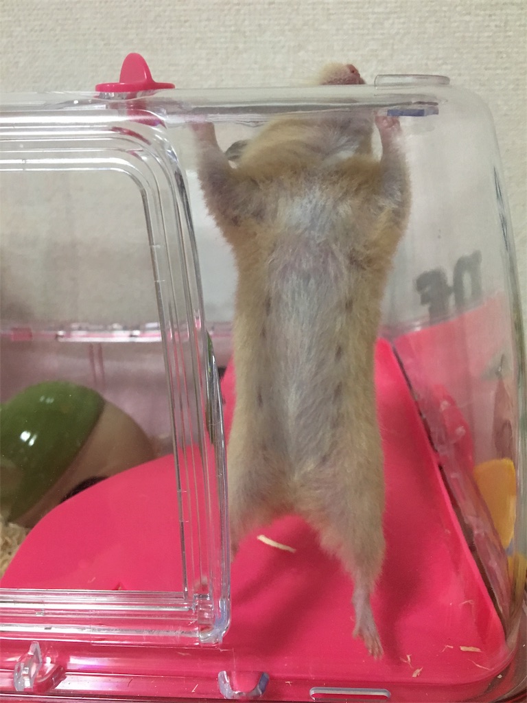 f:id:ReptileNaNa:20170828144221j:image f:id:ReptileNaNa:20170828144221j:image