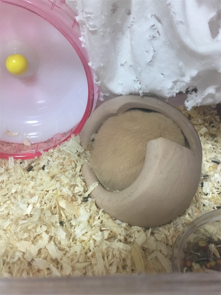 f:id:ReptileNaNa:20171026113551j:image f:id:ReptileNaNa:20171026113551j:image