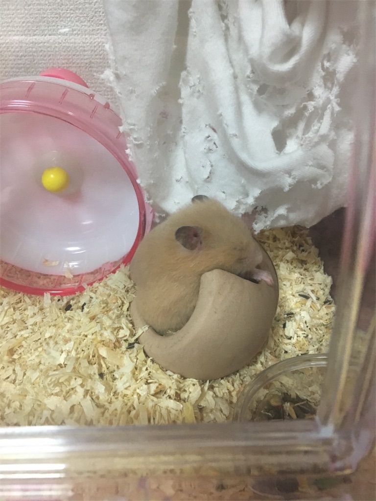 f:id:ReptileNaNa:20171026113731j:image f:id:ReptileNaNa:20171026113731j:image
