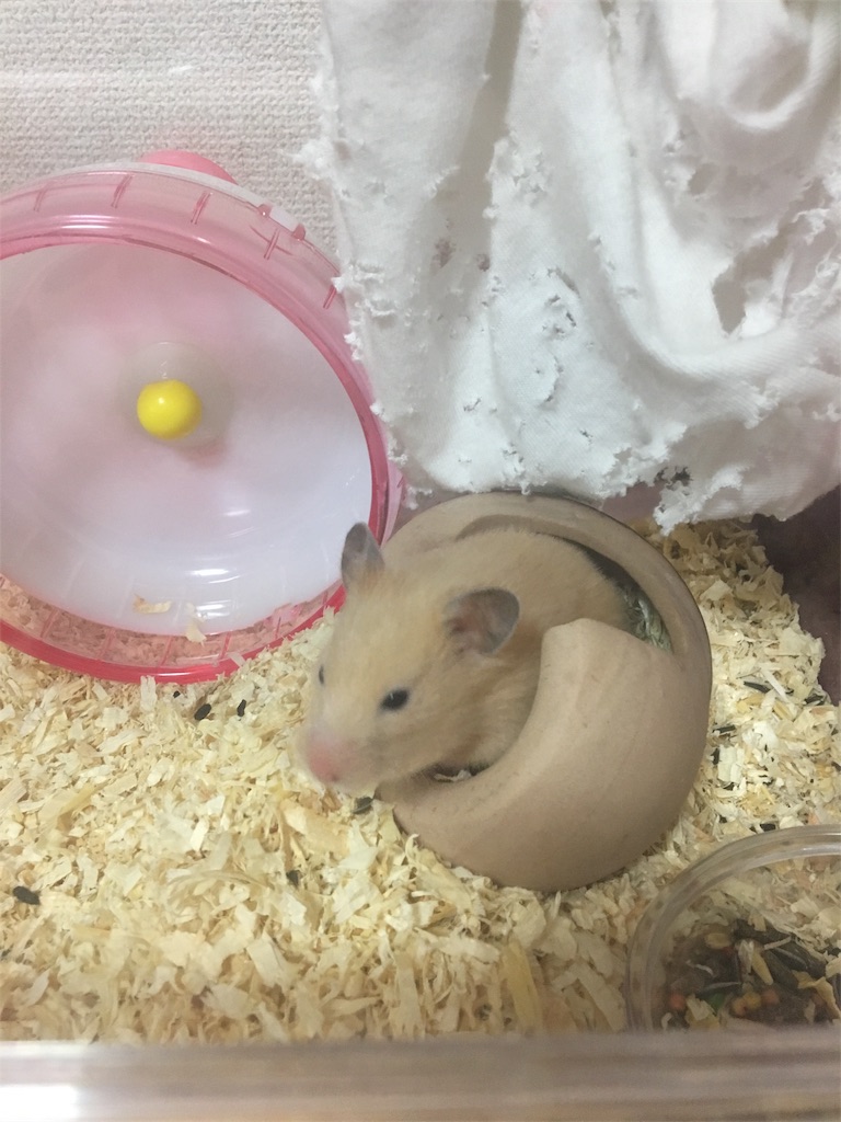 f:id:ReptileNaNa:20171026113835j:image f:id:ReptileNaNa:20171026113835j:image