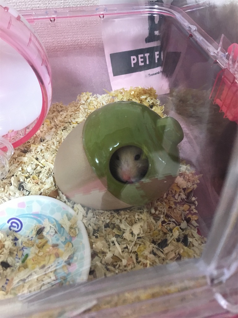 f:id:ReptileNaNa:20171026115534j:image f:id:ReptileNaNa:20171026115534j:image
