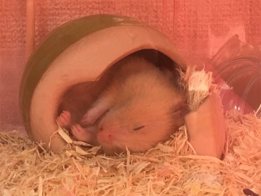 f:id:ReptileNaNa:20171026123221j:image f:id:ReptileNaNa:20171026123221j:image