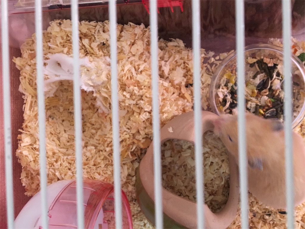 f:id:ReptileNaNa:20171026124225j:image f:id:ReptileNaNa:20171026124225j:image