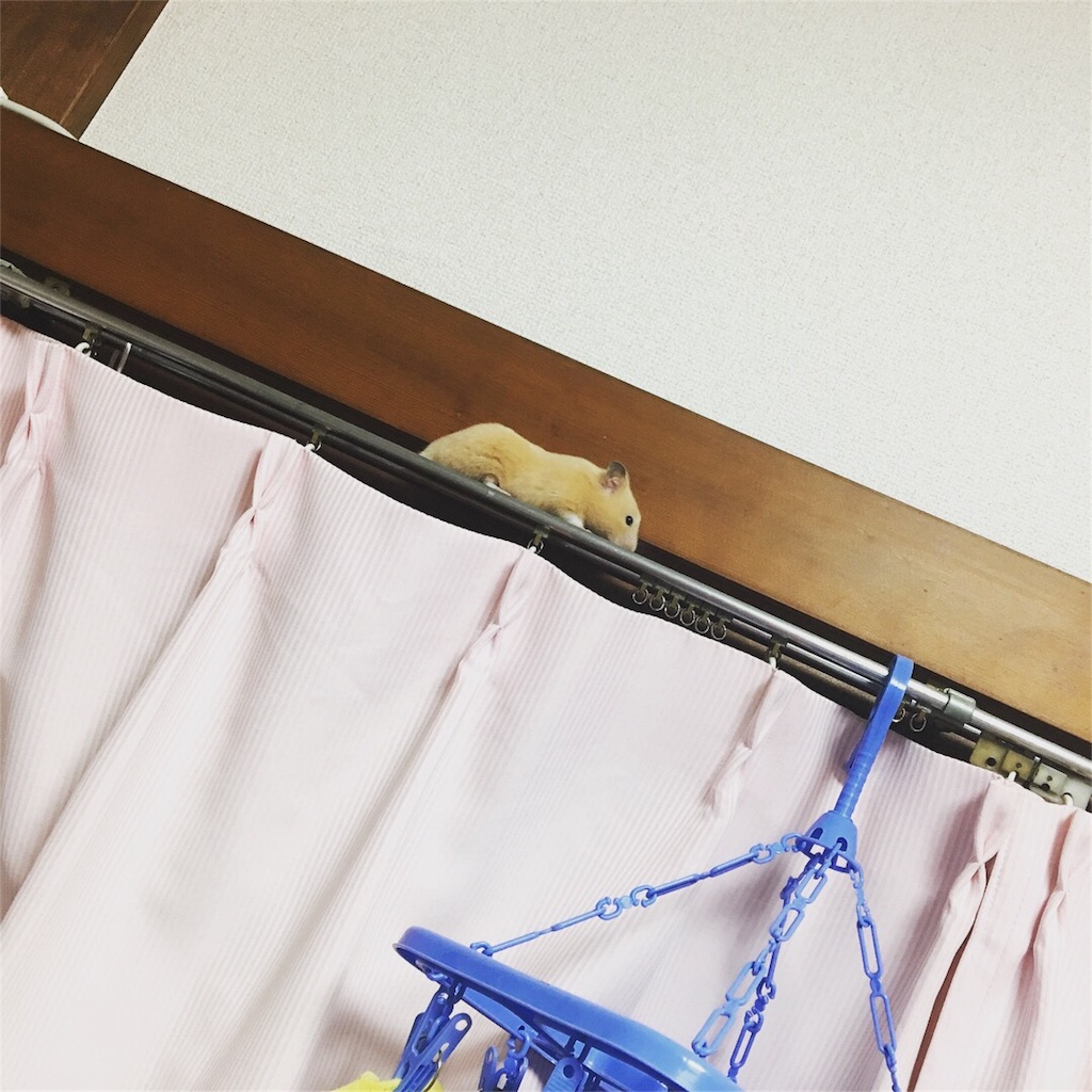 f:id:ReptileNaNa:20180106173908j:image f:id:ReptileNaNa:20180106173908j:image