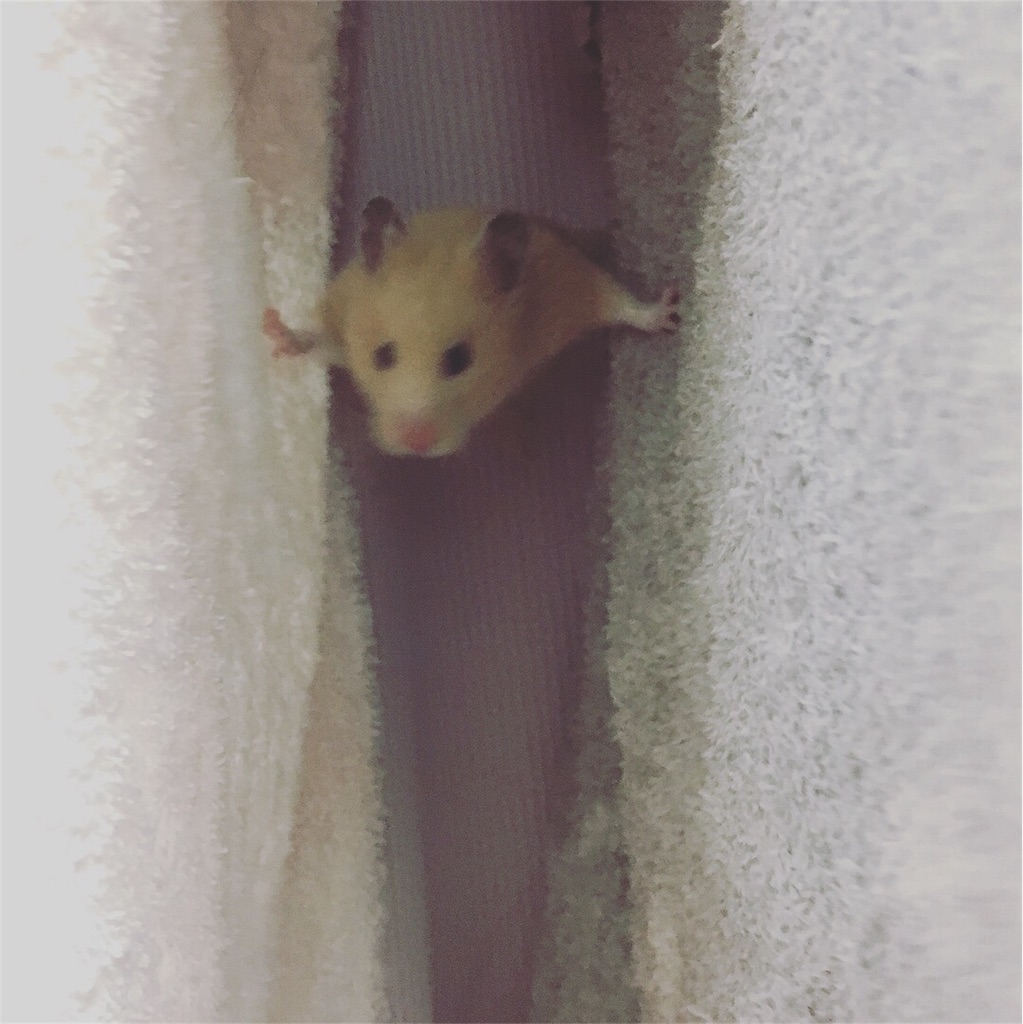 f:id:ReptileNaNa:20180106174038j:image f:id:ReptileNaNa:20180106174038j:image