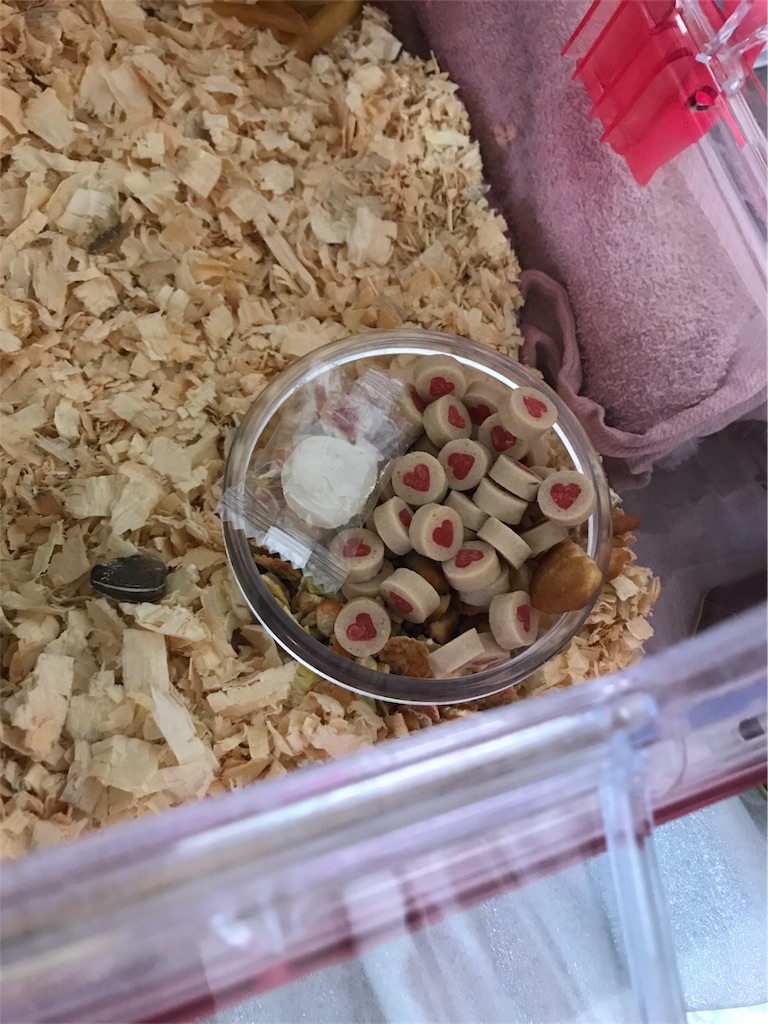 f:id:ReptileNaNa:20180106175223j:image f:id:ReptileNaNa:20180106175223j:image