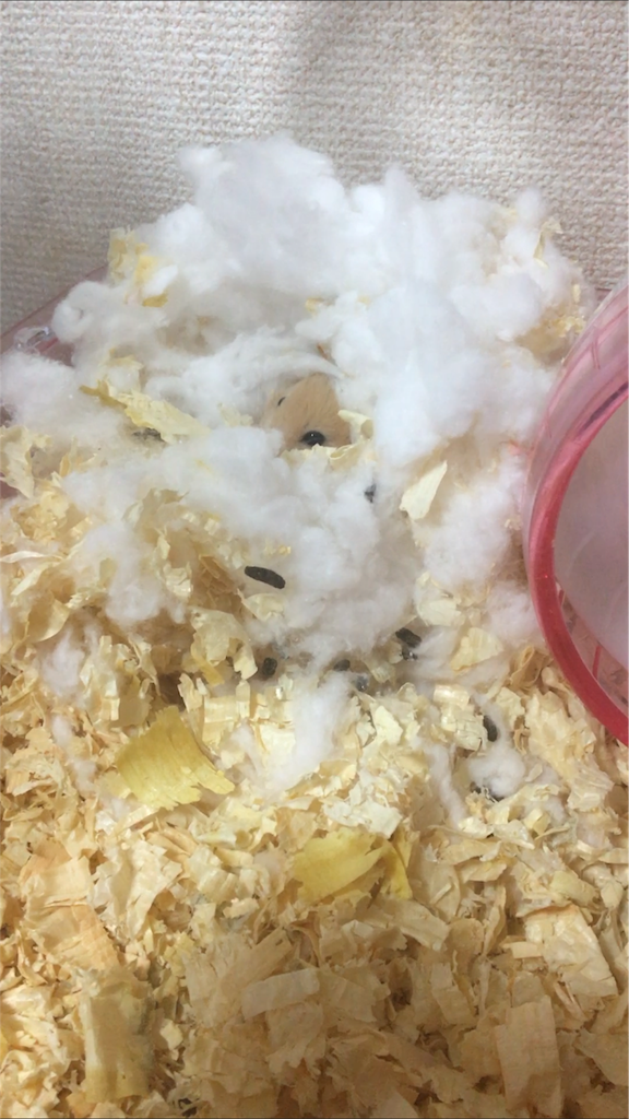 f:id:ReptileNaNa:20180106180014p:image f:id:ReptileNaNa:20180106180014p:image