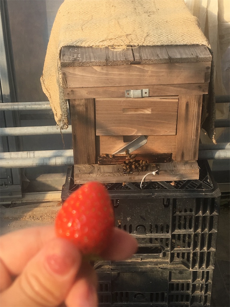 f:id:ReptileNaNa:20180207143537j:image f:id:ReptileNaNa:20180207143537j:image