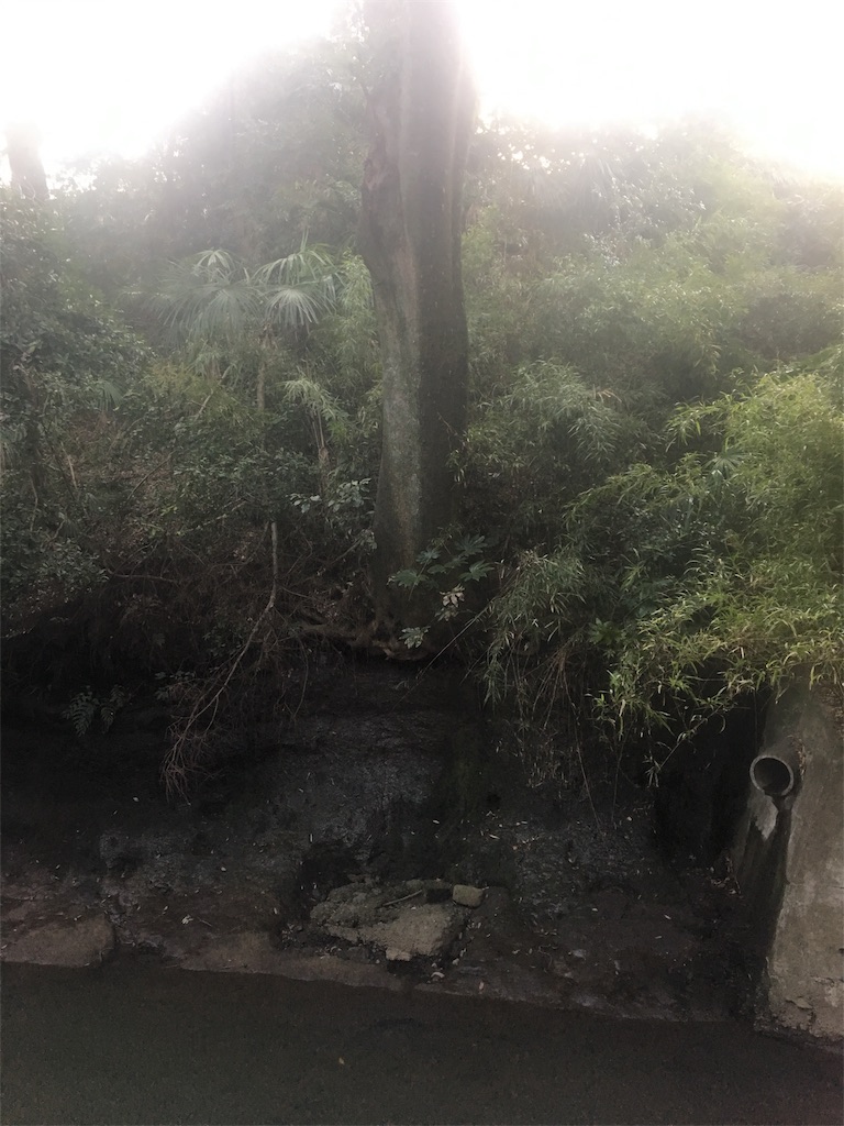 f:id:ReptileNaNa:20180319002628j:image f:id:ReptileNaNa:20180319002628j:image