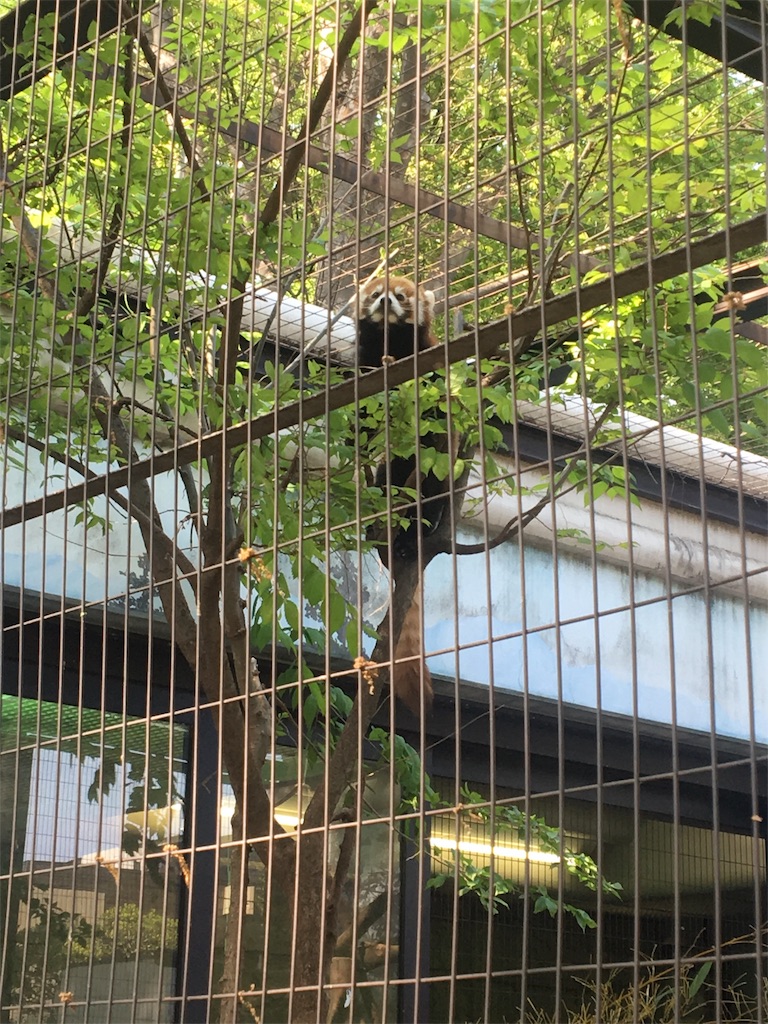 f:id:ReptileNaNa:20180412171213j:image f:id:ReptileNaNa:20180412171213j:image