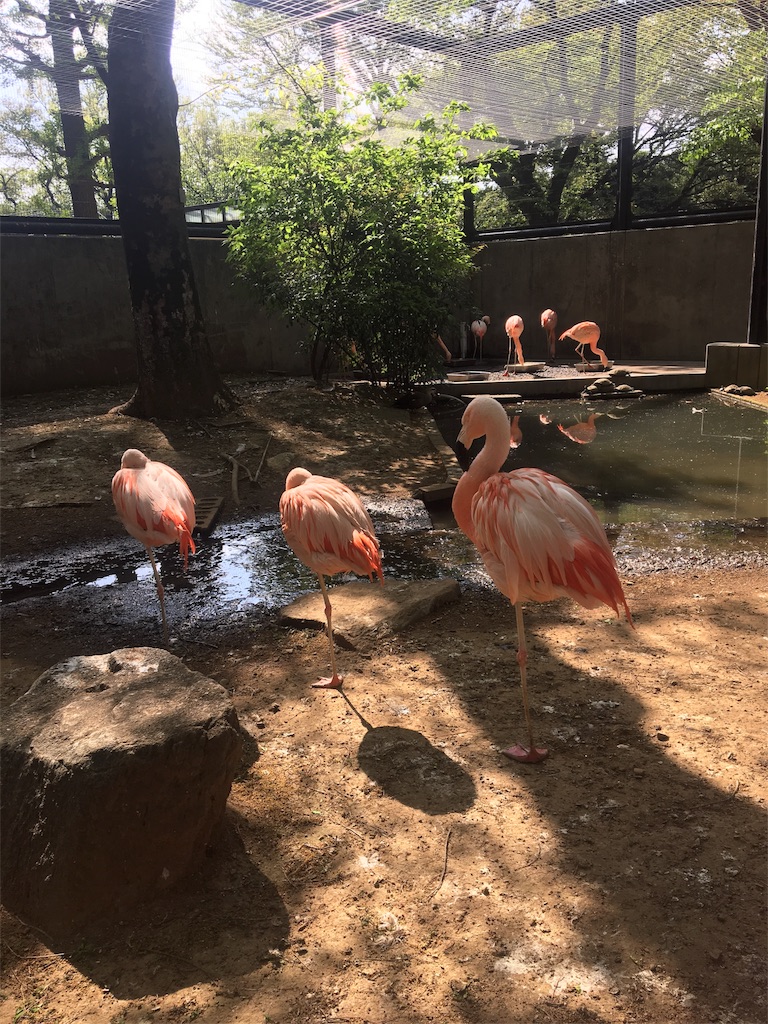f:id:ReptileNaNa:20180412172152j:image f:id:ReptileNaNa:20180412172152j:image