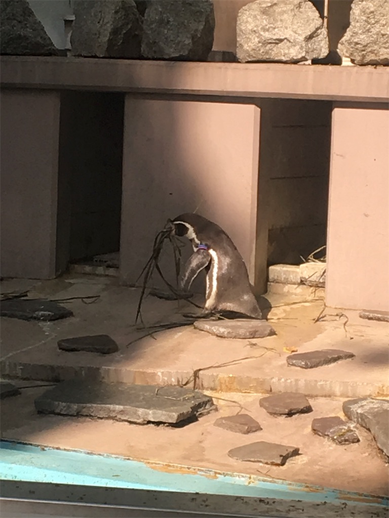 f:id:ReptileNaNa:20180412172218j:image f:id:ReptileNaNa:20180412172218j:image