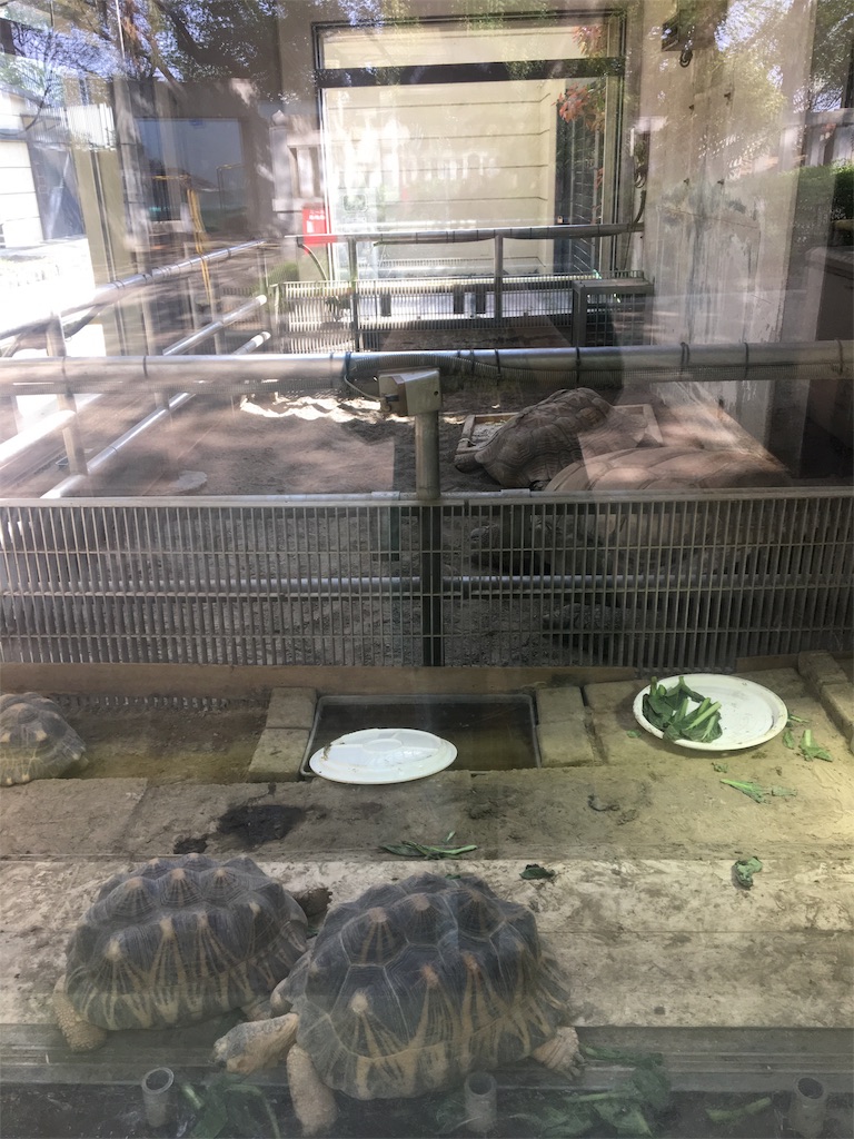 f:id:ReptileNaNa:20180412172331j:image f:id:ReptileNaNa:20180412172331j:image