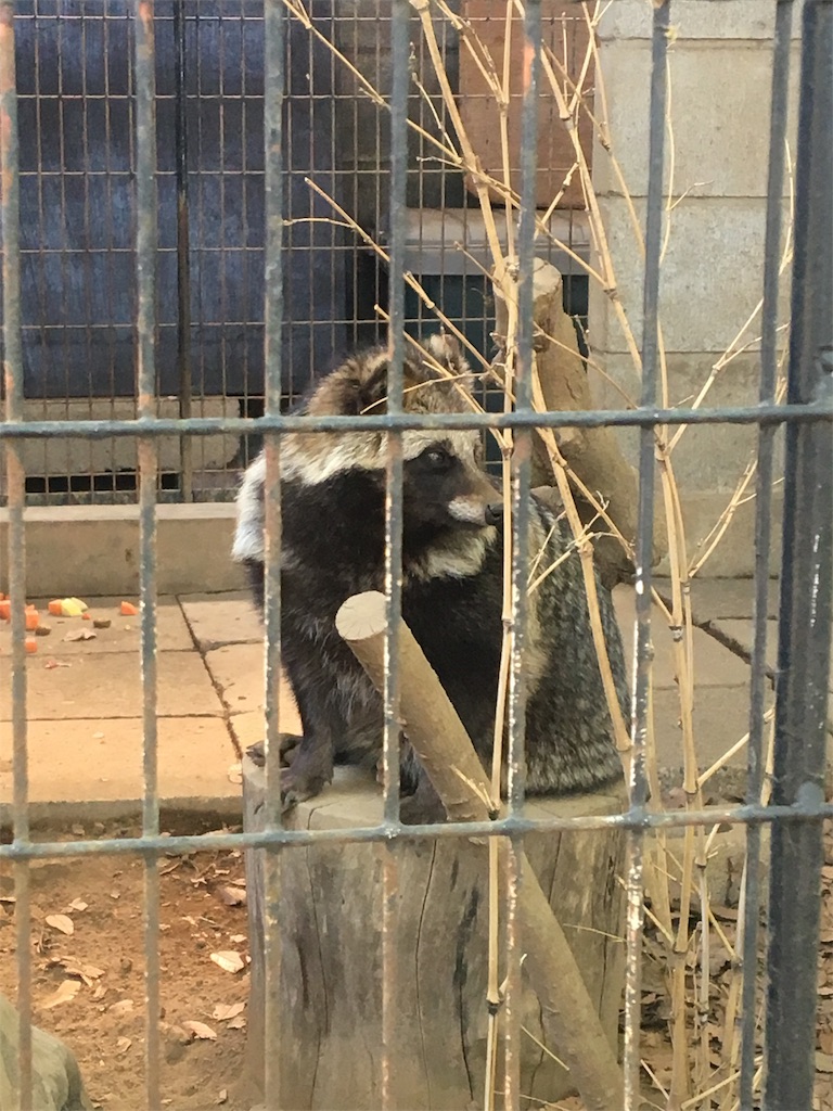 f:id:ReptileNaNa:20180412201545j:image f:id:ReptileNaNa:20180412201545j:image