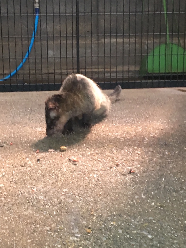 f:id:ReptileNaNa:20180412212428j:image f:id:ReptileNaNa:20180412212428j:image