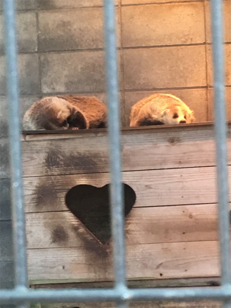 f:id:ReptileNaNa:20180412212546j:image f:id:ReptileNaNa:20180412212546j:image