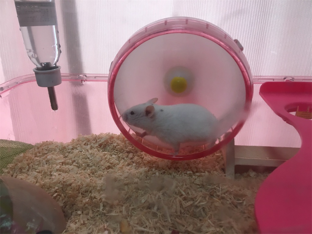 f:id:ReptileNaNa:20180602044022j:image f:id:ReptileNaNa:20180602044022j:image