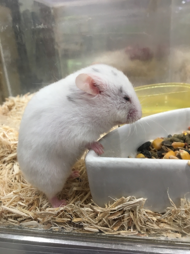 f:id:ReptileNaNa:20180603024219j:plain f:id:ReptileNaNa:20180603024219j:plain