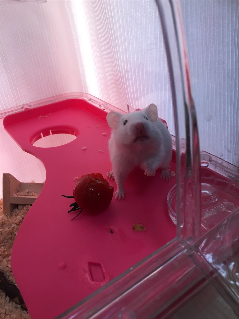 f:id:ReptileNaNa:20180605143553j:image f:id:ReptileNaNa:20180605143553j:image