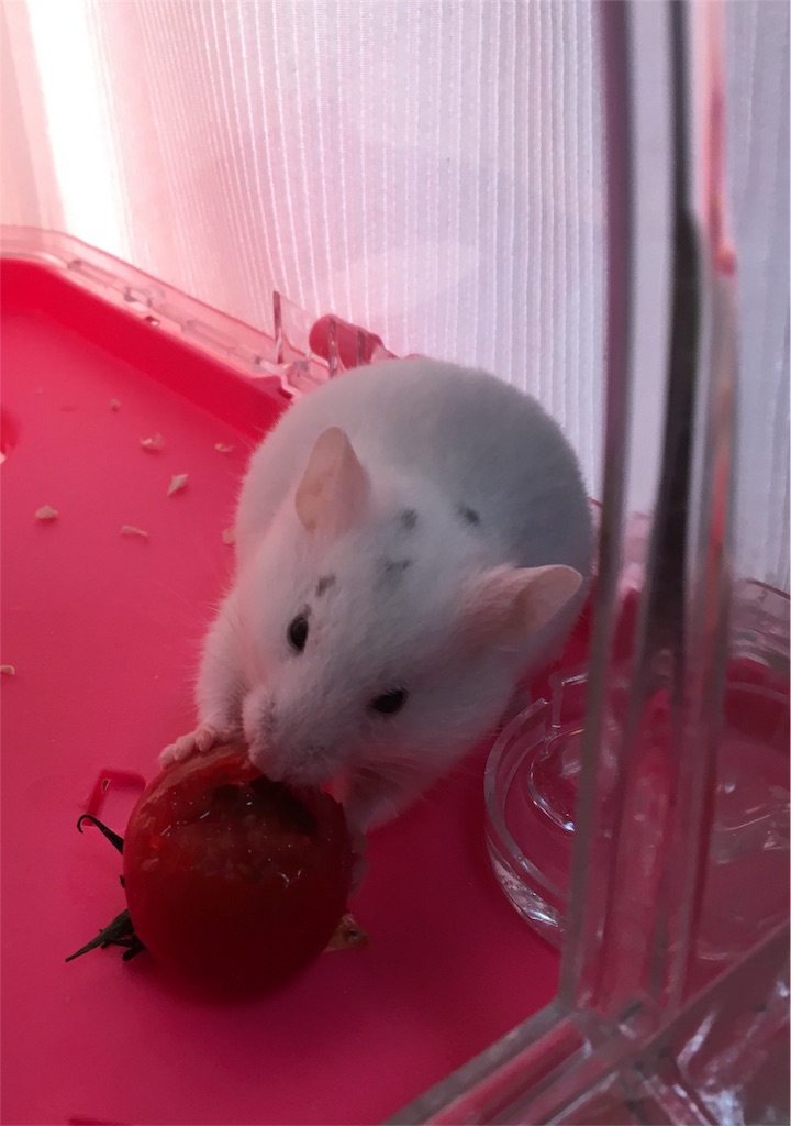 f:id:ReptileNaNa:20180605143908j:image f:id:ReptileNaNa:20180605143908j:image